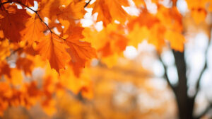 Fall leaves in shades of red, orange, and yellow.