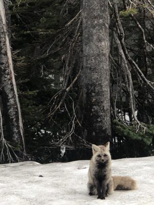 Military family spots a rare Cascade red fox with a silver coat during their hike at Mt. Rainier